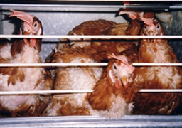 Cage conventionnelle